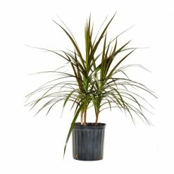 United Nursery 24 in. to 28 in. Tall Dracaena Marginata Magenta Plant Madagascar Dragon Tree Live in 9.25 in. Grower Pot