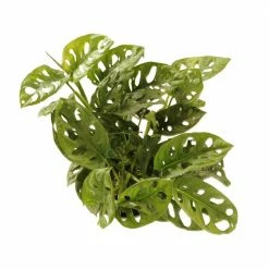 United Nursery 8 in. to 10 in. Tall Swiss Cheese Plant Monstera Adansonii Plant in 6 in. Grower Pot -Cheap Garden Center Store united nursery indoor plants 00359 4f 1000