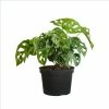 United Nursery 8 in. to 10 in. Tall Swiss Cheese Plant Monstera Adansonii Plant in 6 in. Grower Pot -Cheap Garden Center Store united nursery indoor plants 00359 64 1000