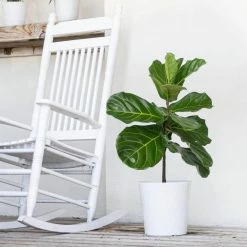 United Nursery Ficus Lyrata Standard Tree Plant in 10 in. Decor White Pot 24 in. - 30 in. Tall -Cheap Garden Center Store united nursery indoor plants 00489 31 1000