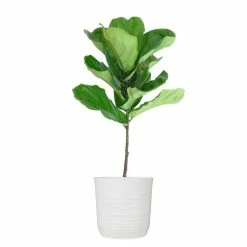 United Nursery Ficus Lyrata Standard Tree Plant in 10 in. Decor White Pot 24 in. - 30 in. Tall