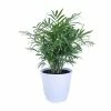 United Nursery 12 in. to 18 in. Tall Parlor Palm Plant in 6 in. White Decor Pot 2 United Nursery 12 in. to 18 in. Tall Parlor Palm Plant in 6 in. White Decor Pot -Cheap Garden Center Store united nursery indoor plants 00717 64 1000