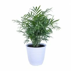 United Nursery 12 in. to 18 in. Tall Parlor Palm Plant in 6 in. White Decor Pot