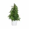 United Nursery Adansonii Totem Live Swiss Cheese Plant 34 - 36 in 10 in. White Decor Pot -Cheap Garden Center Store united nursery indoor plants 00809 64 1000