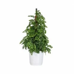 United Nursery Adansonii Totem Live Swiss Cheese Plant 34 - 36 in 10 in. White Decor Pot