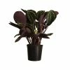 United Nursery Calathea Medallion Live Plant 26 in. - 30 in. Tall in 9.25 in. Grower Pot -Cheap Garden Center Store united nursery indoor plants 02278 64 1000