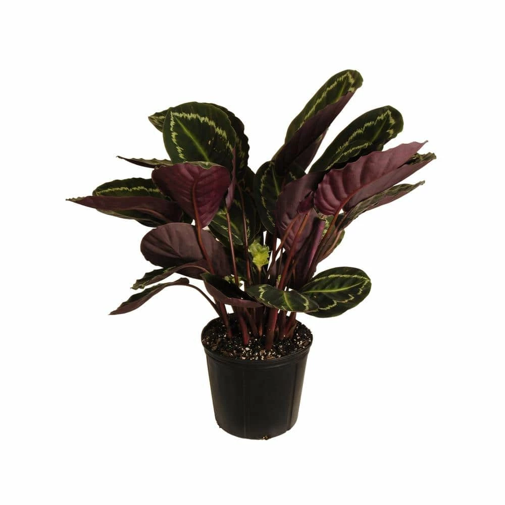 United Nursery Calathea Medallion Live Plant 26 in. - 30 in. Tall in 9.25 in. Grower Pot 4 United Nursery Calathea Medallion Live Plant 26 in. - 30 in. Tall in 9.25 in. Grower Pot - Image 2