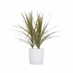 United Nursery Draceana Bi Color in 10 in. White Decor Pot