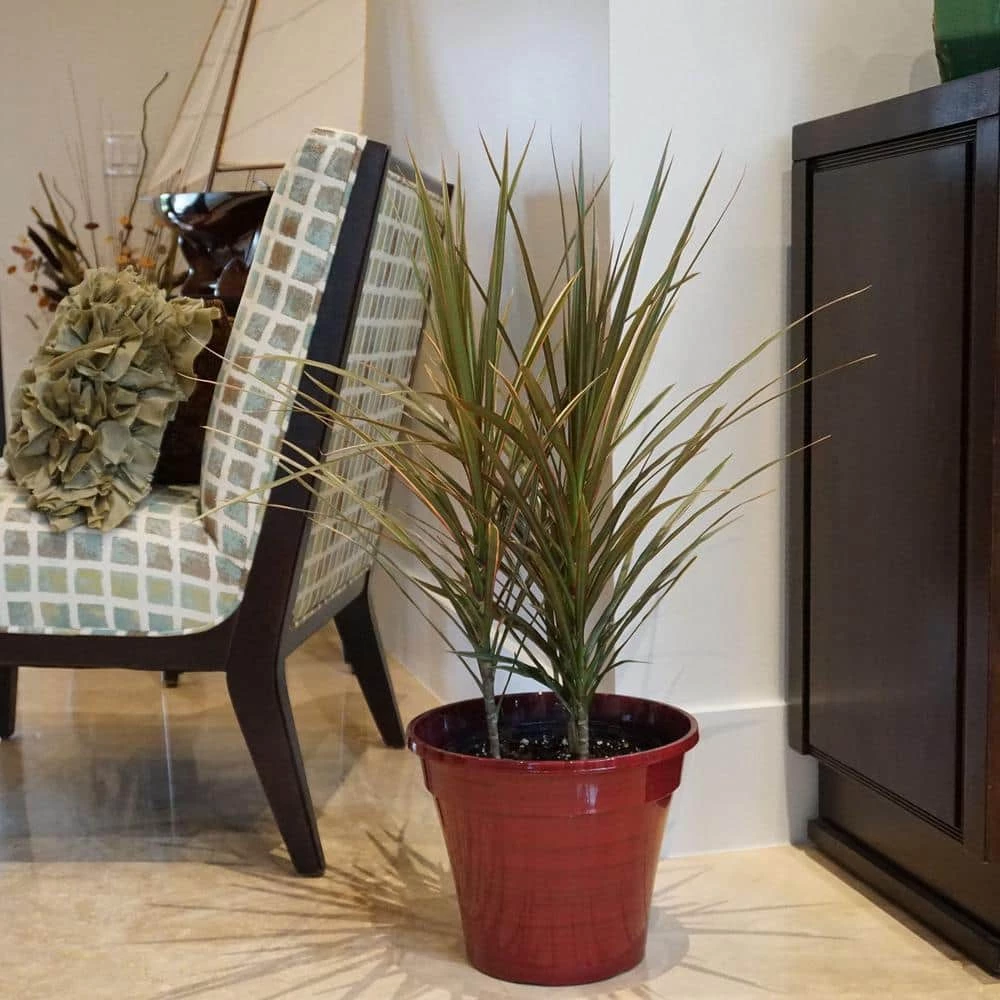 United Nursery Draceana Bi Color in 10 in. White Decor Pot 4 United Nursery Draceana Bi Color in 10 in. White Decor Pot - Image 2