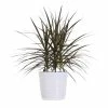 United Nursery Dracaena Magenta in 10 in. White Decor Pot 2 United Nursery Dracaena Magenta in 10 in. White Decor Pot -Cheap Garden Center Store united nursery indoor plants 06788 64 1000