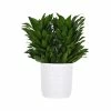United Nursery Draceana Janet Craig Live Plant in 10 in. White Decor Pot 2 United Nursery Draceana Janet Craig Live Plant in 10 in. White Decor Pot -Cheap Garden Center Store united nursery indoor plants 06825 64 1000