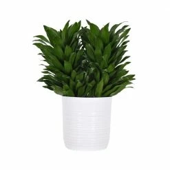 United Nursery Draceana Janet Craig Live Plant in 10 in. White Decor Pot