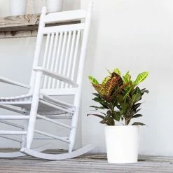 United Nursery Croton Petra Live Plant in 10 in. White Decor Pot -Cheap Garden Center Store united nursery indoor plants 06832 31 1000