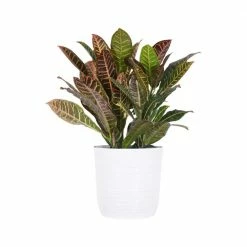 United Nursery Croton Petra Live Plant in 10 in. White Decor Pot