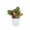 United Nursery Crotro Petra in 6 in. White Decor Pot 2 United Nursery Crotro Petra in 6 in. White Decor Pot -Cheap Garden Center Store united nursery indoor plants 06863 64 1000