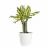 United Nursery Dracaena Sol in 6 in. White Decor Pot 1 United Nursery Dracaena Sol in 6 in. White Decor Pot -Cheap Garden Center Store united nursery indoor plants 06870 64 1000