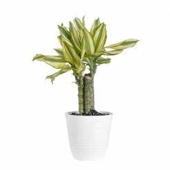 United Nursery Dracaena Sol in 6 in. White Decor Pot