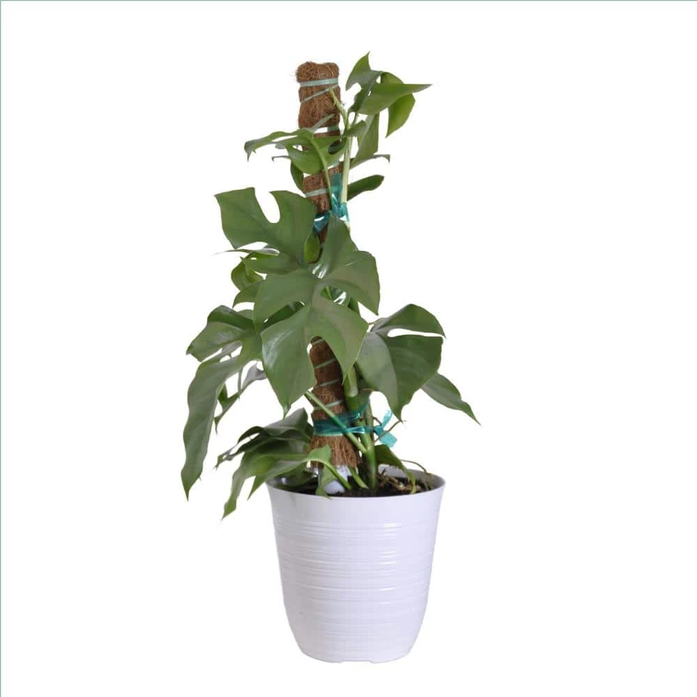 United Nursery Philodendron Mini Monstera Totem in 6 in. White Decor Pot 3 United Nursery Philodendron Mini Monstera Totem in 6 in. White Decor Pot