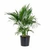 United Nursery Cat Palm Plant in 9.25 in. Grower Pot -Cheap Garden Center Store united nursery indoor plants 20132 64 1000