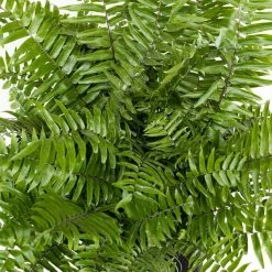 United Nursery Macho Fern Plant in 9.25 in. Grower Pot -Cheap Garden Center Store united nursery indoor plants 20873 4f 1000