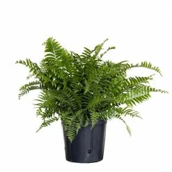 United Nursery Macho Fern Plant in 9.25 in. Grower Pot