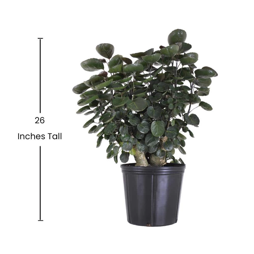 United Nursery 24 in. to 30 in. T Fabian Aralia Live Indoor Polyscias Tree Shipped in 9.25 in. Grower Pot 6 United Nursery 24 in. to 30 in. T Fabian Aralia Live Indoor Polyscias Tree Shipped in 9.25 in. Grower Pot - Image 4