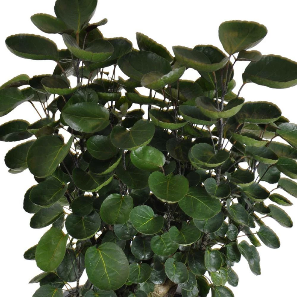 United Nursery 24 in. to 30 in. T Fabian Aralia Live Indoor Polyscias Tree Shipped in 9.25 in. Grower Pot 5 United Nursery 24 in. to 30 in. T Fabian Aralia Live Indoor Polyscias Tree Shipped in 9.25 in. Grower Pot - Image 3