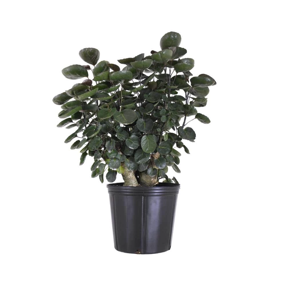 United Nursery 24 in. to 30 in. T Fabian Aralia Live Indoor Polyscias Tree Shipped in 9.25 in. Grower Pot 3 United Nursery 24 in. to 30 in. T Fabian Aralia Live Indoor Polyscias Tree Shipped in 9.25 in. Grower Pot