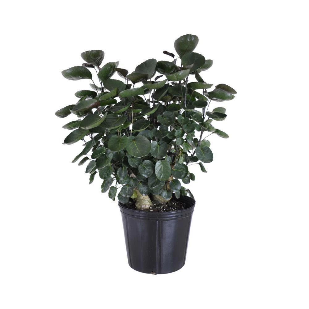 United Nursery 24 in. to 30 in. T Fabian Aralia Live Indoor Polyscias Tree Shipped in 9.25 in. Grower Pot 4 United Nursery 24 in. to 30 in. T Fabian Aralia Live Indoor Polyscias Tree Shipped in 9.25 in. Grower Pot - Image 2