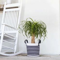 United Nursery Elephant's Foot Live Indoor Ponytail Palm Houseplant Shipped in 9.25 in. Grower Pot 22 in. - 26 in. Tall -Cheap Garden Center Store united nursery indoor plants 21269 31 1000