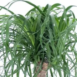 United Nursery Elephant's Foot Live Indoor Ponytail Palm Houseplant Shipped in 9.25 in. Grower Pot 22 in. - 26 in. Tall -Cheap Garden Center Store united nursery indoor plants 21269 4f 1000