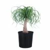 United Nursery Elephant's Foot Live Indoor Ponytail Palm Houseplant Shipped in 9.25 in. Grower Pot 22 in. - 26 in. Tall -Cheap Garden Center Store united nursery indoor plants 21269 64 1000