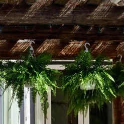 United Nursery Boston Fern Plant in 9.25 in. Hanging Basket -Cheap Garden Center Store united nursery indoor plants 21276 4f 1000