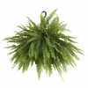 United Nursery Boston Fern Plant in 9.25 in. Hanging Basket