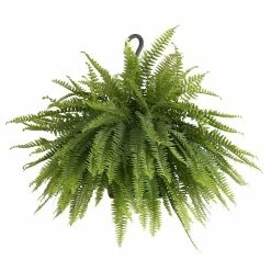 United Nursery Boston Fern Plant in 9.25 in. Hanging Basket
