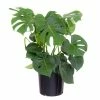 United Nursery Monstera Plant Live Swiss Cheese Multi-stem Plant in 9.25 in. Grower Pot 22 in. - 28 in. Tall -Cheap Garden Center Store united nursery indoor plants 21887 64 1000