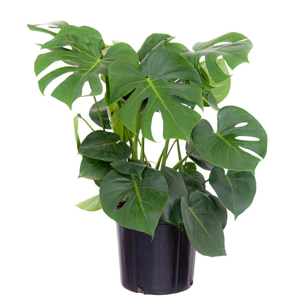 United Nursery Monstera Plant Live Swiss Cheese Multi-stem Plant in 9.25 in. Grower Pot 22 in. - 28 in. Tall 3 United Nursery Monstera Plant Live Swiss Cheese Multi-stem Plant in 9.25 in. Grower Pot 22 in. - 28 in. Tall