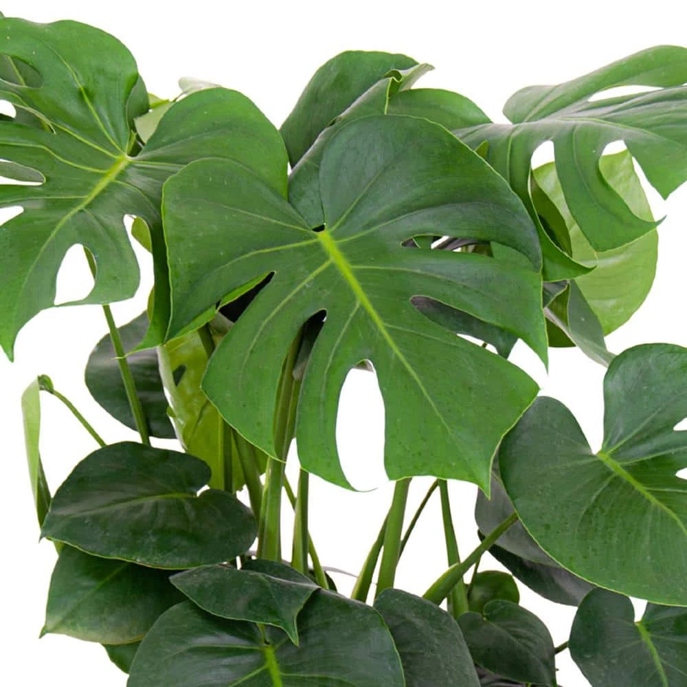 United Nursery Monstera Plant Live Swiss Cheese Multi-stem Plant in 9.25 in. Grower Pot 22 in. - 28 in. Tall 4 United Nursery Monstera Plant Live Swiss Cheese Multi-stem Plant in 9.25 in. Grower Pot 22 in. - 28 in. Tall - Image 2