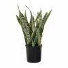 United Nursery Sansevieiria Laurentii Live Indoor Snake Plant in 9.25 in. Grower Pot 22 in. - 30 in. Tall -Cheap Garden Center Store united nursery indoor plants 21917 64 1000