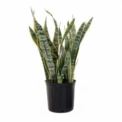United Nursery Sansevieiria Laurentii Live Indoor Snake Plant in 9.25 in. Grower Pot 22 in. - 30 in. Tall