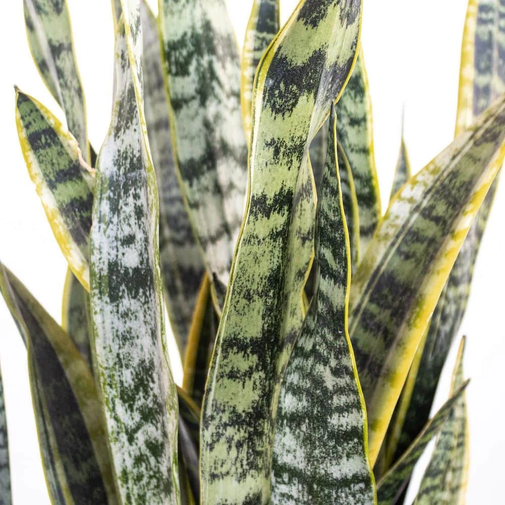 United Nursery Sansevieiria Laurentii Live Indoor Snake Plant in 9.25 in. Grower Pot 22 in. - 30 in. Tall 4 United Nursery Sansevieiria Laurentii Live Indoor Snake Plant in 9.25 in. Grower Pot 22 in. - 30 in. Tall - Image 2