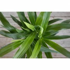 United Nursery Yucca Cane Plant in 9.25 in. Grower Pot 8 United Nursery Yucca Cane Plant in 9.25 in. Grower Pot -Cheap Garden Center Store united nursery indoor plants 21955 4f 1000