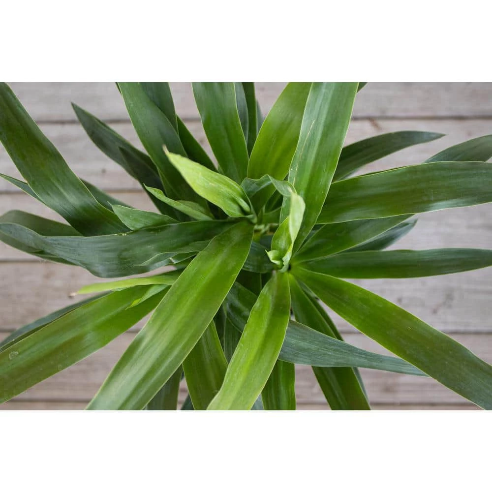 United Nursery Yucca Cane Plant in 9.25 in. Grower Pot 5 United Nursery Yucca Cane Plant in 9.25 in. Grower Pot - Image 3