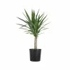 United Nursery Yucca Cane Plant in 9.25 in. Grower Pot -Cheap Garden Center Store united nursery indoor plants 21955 64 1000