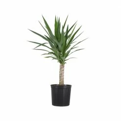 United Nursery Yucca Cane Plant in 9.25 in. Grower Pot