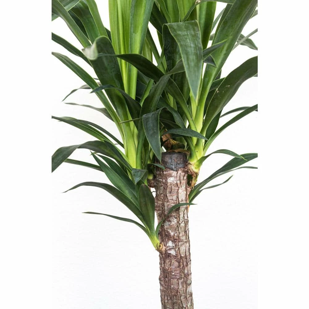 United Nursery Yucca Cane Plant in 9.25 in. Grower Pot 4 United Nursery Yucca Cane Plant in 9.25 in. Grower Pot - Image 2