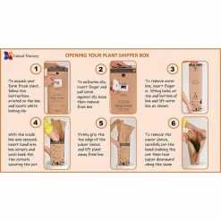 United Nursery Croton Petra in 6 in. Grower Pot -Cheap Garden Center Store united nursery indoor plants 22204 4f 1000