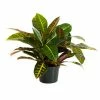 United Nursery Croton Petra in 6 in. Grower Pot -Cheap Garden Center Store united nursery indoor plants 22204 64 1000