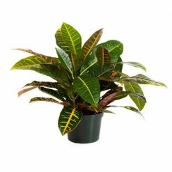 United Nursery Croton Petra in 6 in. Grower Pot
