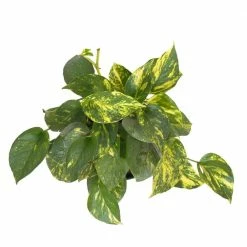United Nursery Golden Pothos in 6 in. Grower Pot -Cheap Garden Center Store united nursery indoor plants 22310 44 1000